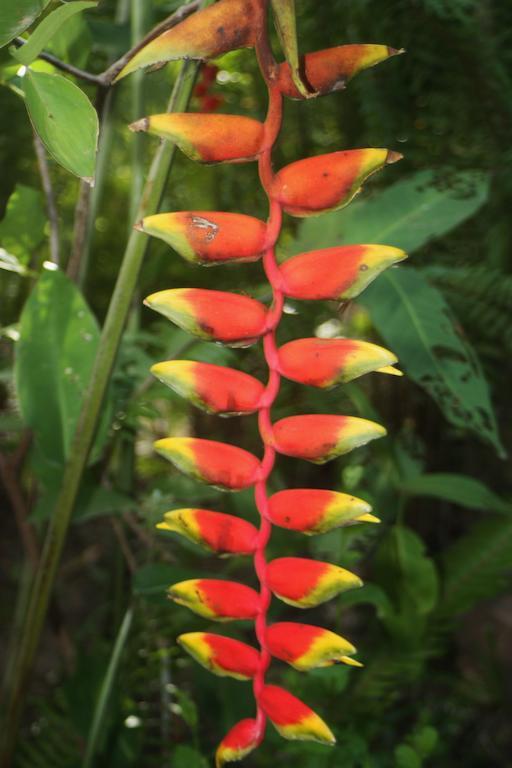 Botanica Hotel Kep Bagian luar foto